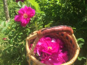 Rose Medicine