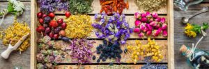 Herbalism with Ashley Sapir Lathrop